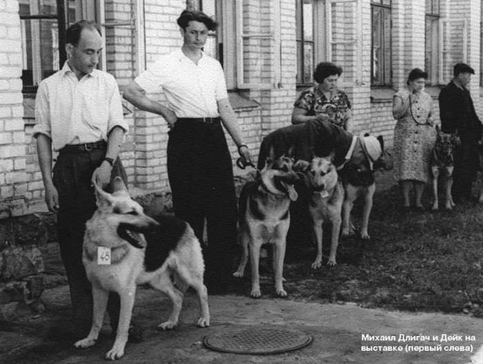 О породах собак. Восточно-европейская овчарка. Собака, Породы собак, Восточноевропейская овчарка, Служебные собаки, Видео, Длиннопост