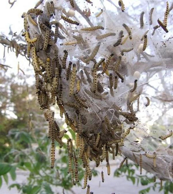 It's OK! - My, Ermine moth, Web, Invasion, Patience, Not scary, Administration, Longpost