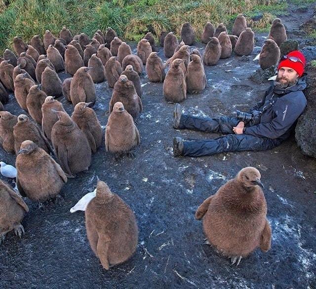 Penguins - Penguins, Birds, Milota, The photo, Reddit