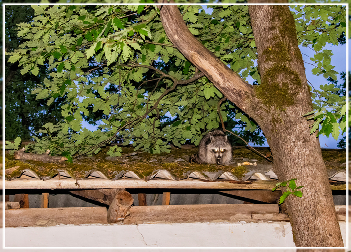 Tuapse raccoons - My, Raccoon, Tuapse, , Nikon d5300