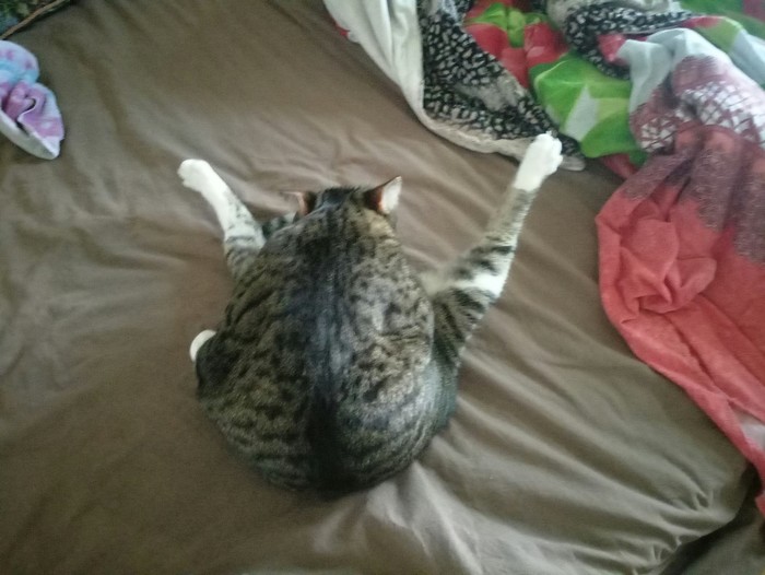 Gymnast cat - My, cat, Stretching, Flexibility, Longpost