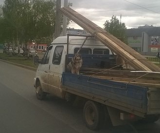 Собакен-экспедитор - ВКонтакте, Ижевск, Газель