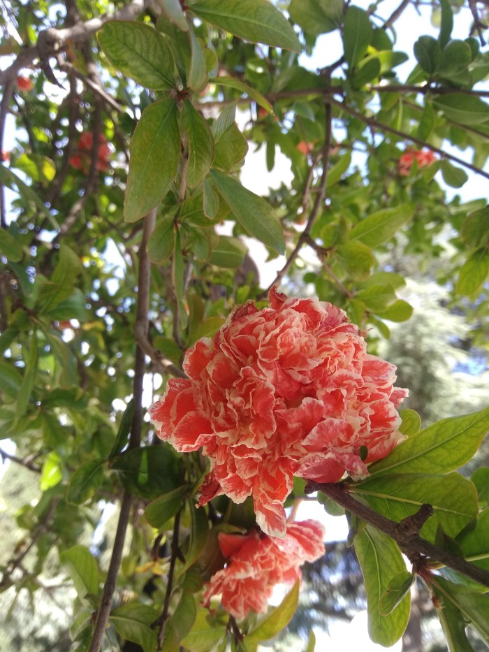 The pomegranate is blooming. - My, Flowers, Yalta, Longpost