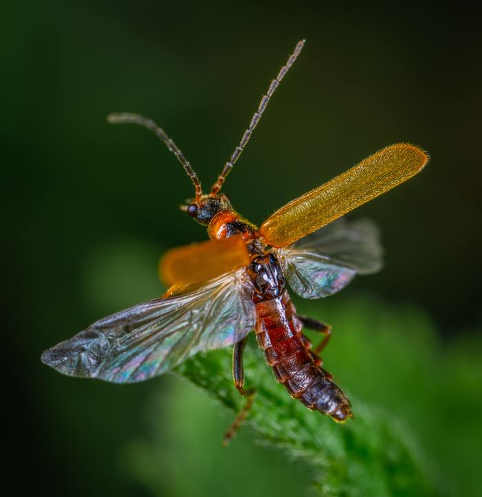 Firefighter beetle in flight - My, Soft-bodied, Insects, Macro, Macrohunt, Wings, Mp-e 65 mm, Жуки, Macro photography