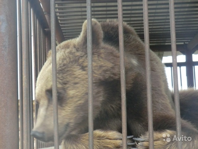 The bear is looking for a home! - My, Help, The strength of the Peekaboo, The Bears, No rating, Longpost, Penza Oblast