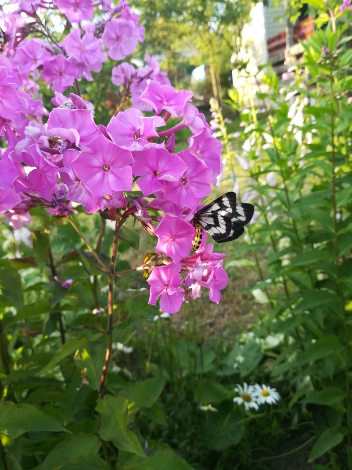 Flowers. - My, Flowers, Butterfly, Longpost