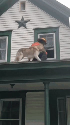 Хаски, застрявший на крыше, благодарит спасающего его пожарного