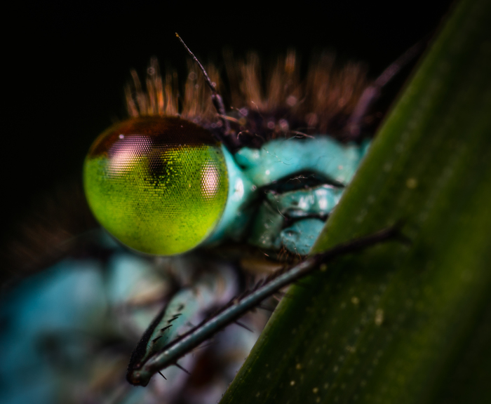 shy dragonfly - My, Macro, Macrohunt, Dragonfly, Eyes, , Arrow, Mp-e 65 mm, Macro photography