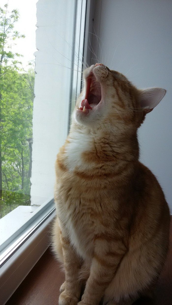 DAY OFF! - My, cat, Redheads, Yawn, Pets