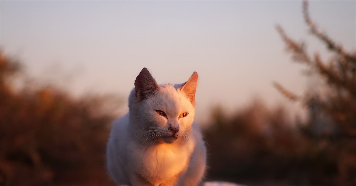 Свет кошки. Кот на закате. Котята на закате. Кошка на фоне заката. Кот на фоне солнца.