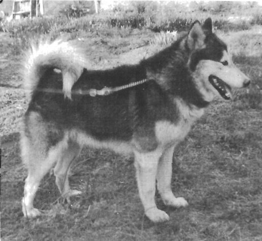 About breeds of dogs. - Dog, Dog sled, Alaskan Malamute, , Dog breeds, Longpost, 