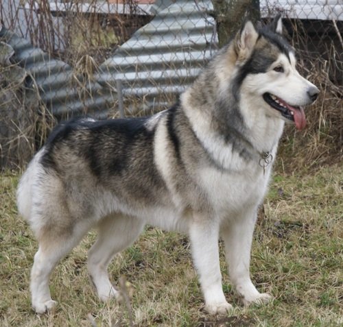 About breeds of dogs. - Dog, Dog sled, Alaskan Malamute, , Dog breeds, Longpost, 