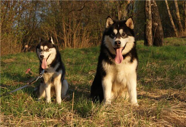 About breeds of dogs. - Dog, Dog sled, Alaskan Malamute, , Dog breeds, Longpost, 