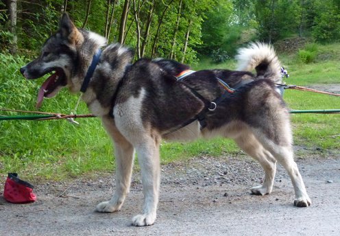 About breeds of dogs. - Dog, Dog sled, Alaskan Malamute, , Dog breeds, Longpost, 