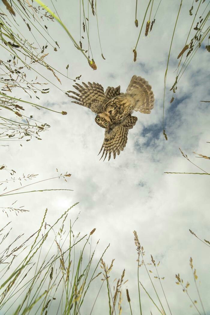 Oh, hi! - Owl, Animals, Birds, The photo