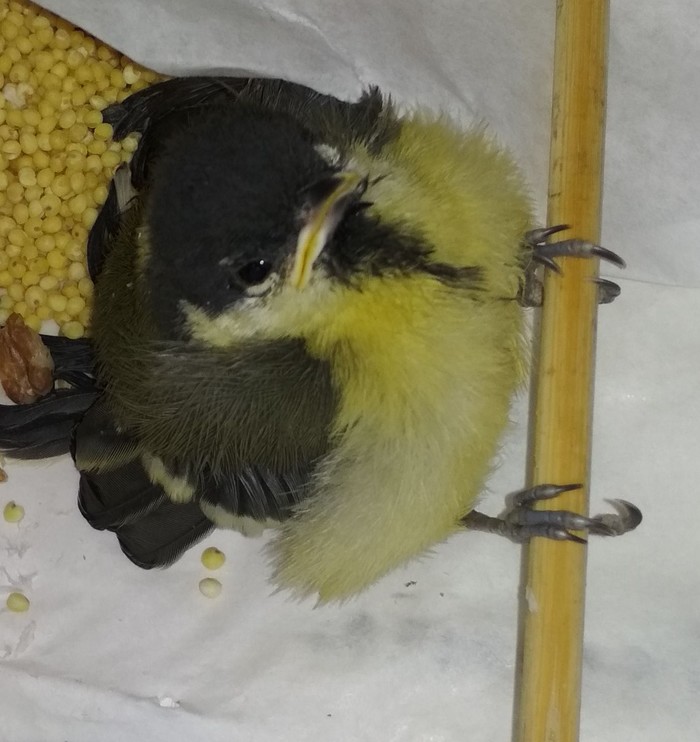 What to do about it? - My, Tit, The rescue, Ornithology, Flailing, Help, Birds, No rating