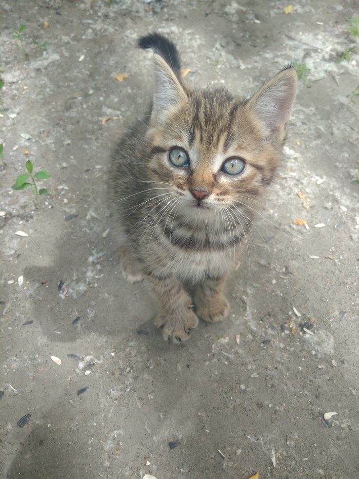 SOS!!!The cat is looking for a new home - My, Voronezh, cat, No rating, Help, Longpost, In good hands, Helping animals