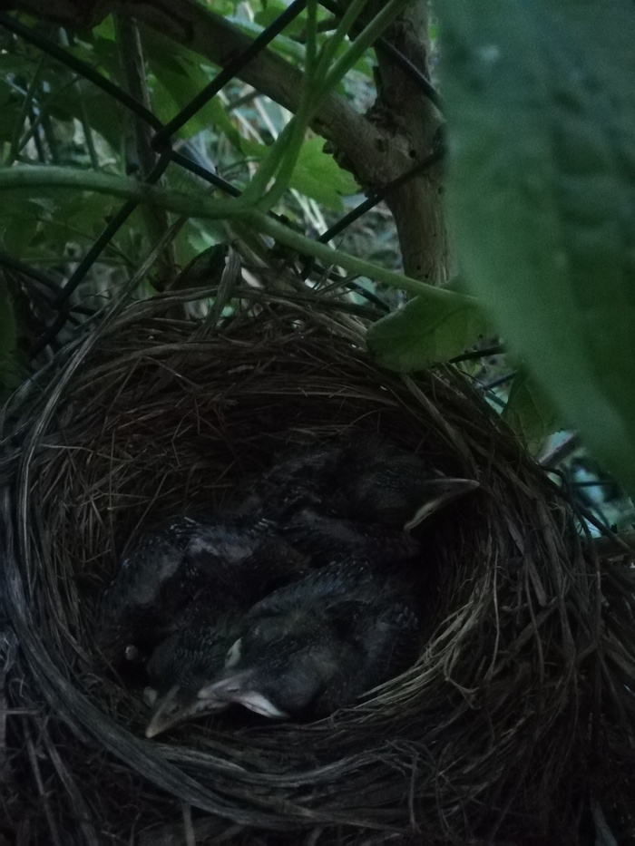 У нас в саду пополнение) Гнездо, Дрозд, Длиннопост