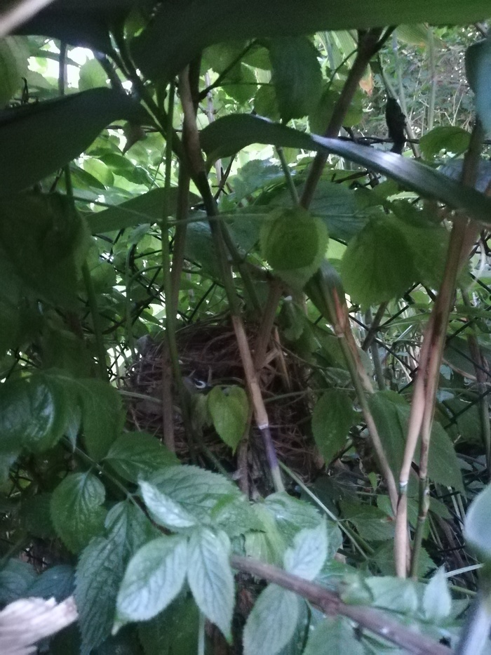 У нас в саду пополнение) Гнездо, Дрозд, Длиннопост