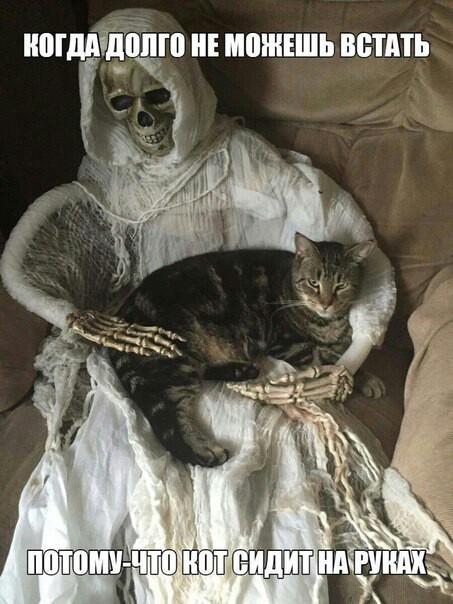 If you do not want to drive fluffy - On hand, Skeleton, cat