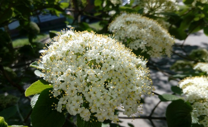 Either spring or summer. - My, inflorescences, Summer