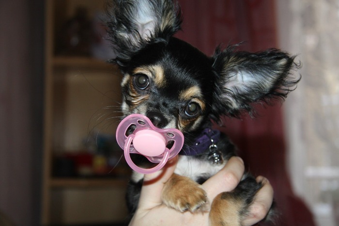 Favors for Monday - My, Chihuahua, Dog, Pacifier, Pets