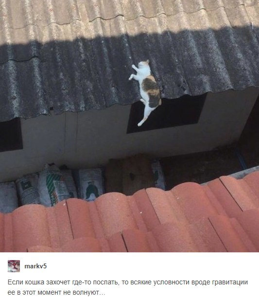 Cats and gravity - cat, Gravity, Dream, Roof