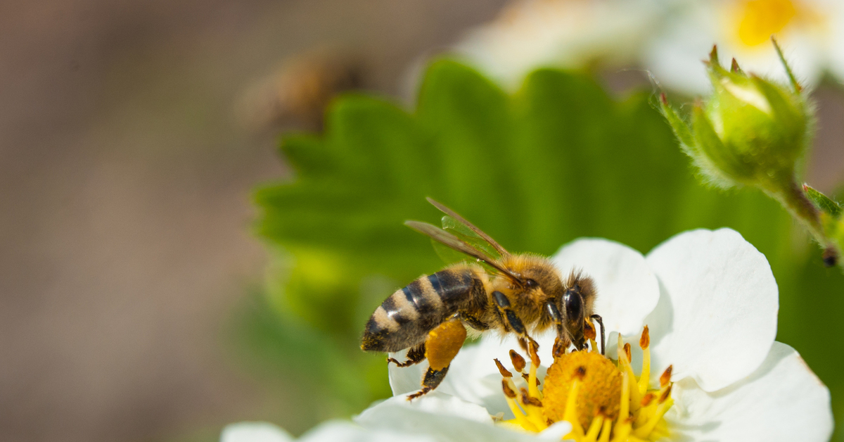 пчелы и земляника. пчёлы земляники.