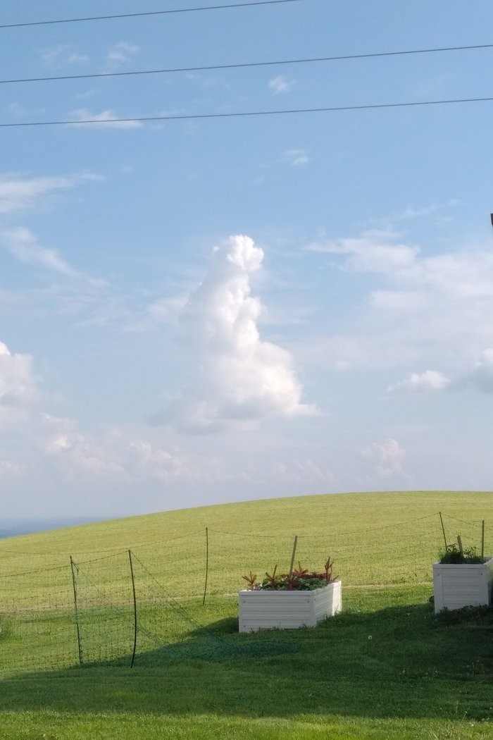 Peekaboo inspires - My, Clouds, Drawing, Dog, cat, Turtle