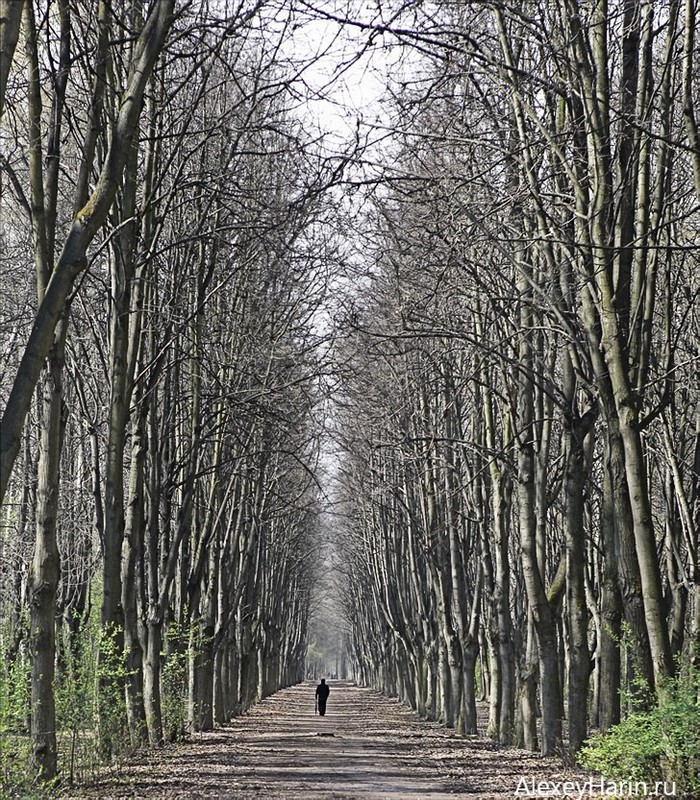 Study on the theme of loneliness - My, Spring, Alley, Tree, A pedestrian, Loneliness, The photo
