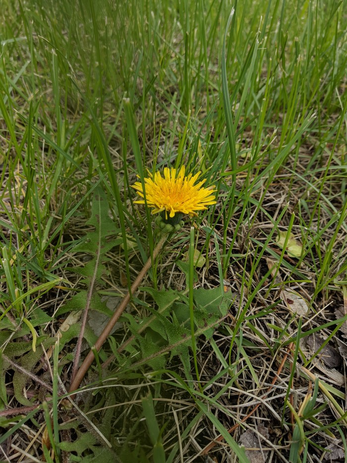 Dandelion evolution - Flowers of life, Nature, My, Children, Longpost