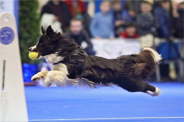 It's all a Border Collie! - My, Border Collie, Dog, , , Longpost