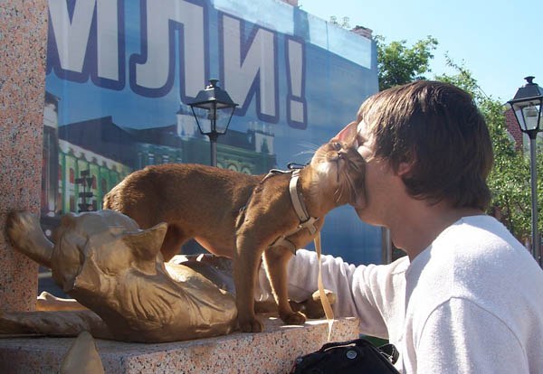 Sunny cat - My, Abyssinian cat, Summer, cat, Tyumen