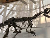 Dinosaur skeleton sold in France for €2 million! - news, The science, Animals, Facts, USA, Society