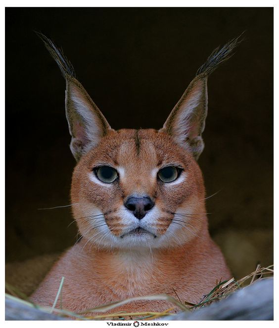 Caracal - Caracal, , The photo, , Animals