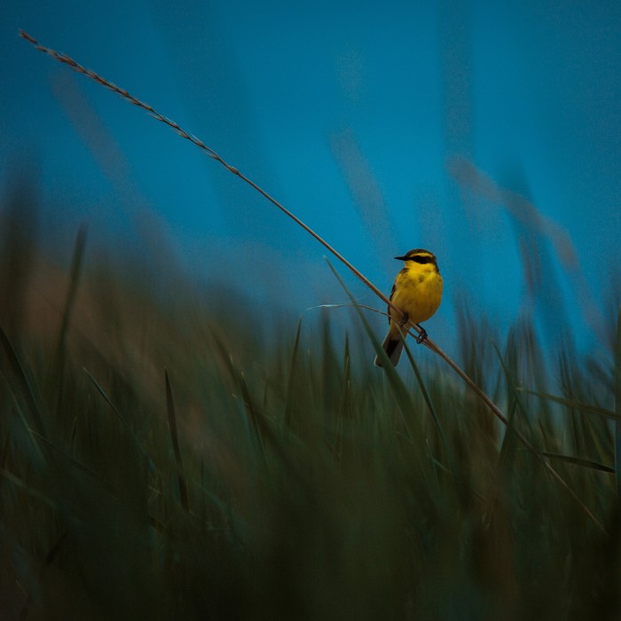 Yellow wagtail - My, Nature, The photo, wildlife, Sakhalin