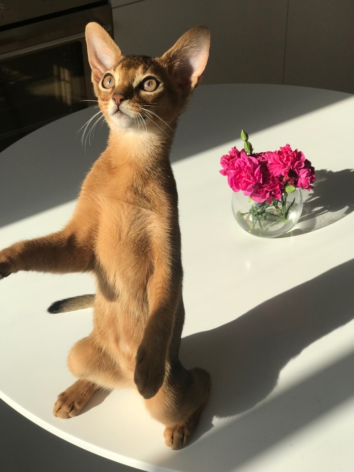 Upright cat (aka Felis erectus) - My, Abyssinian cat, Animals, Pets, cat, Longpost