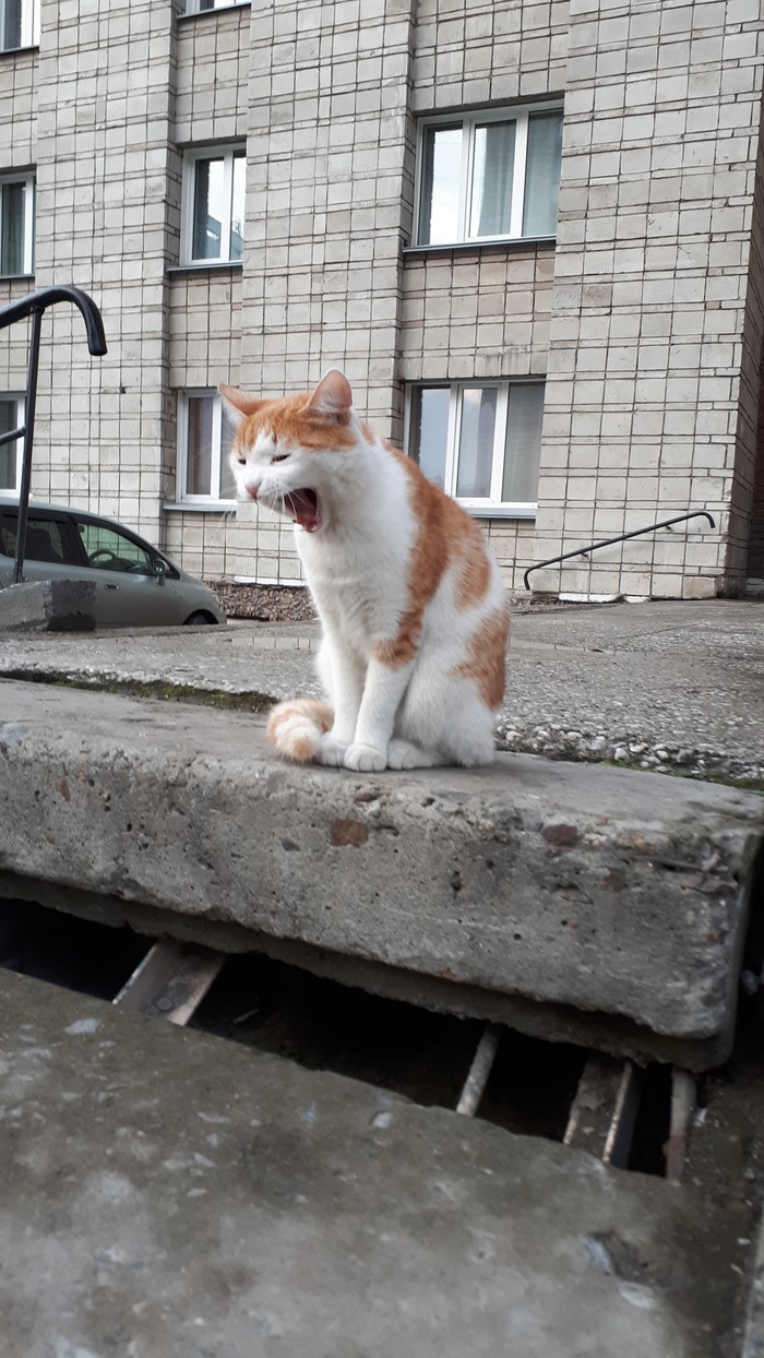 The cat never found its home - My, Novosibirsk, cat, Dormitory, Helping animals, Help, No rating