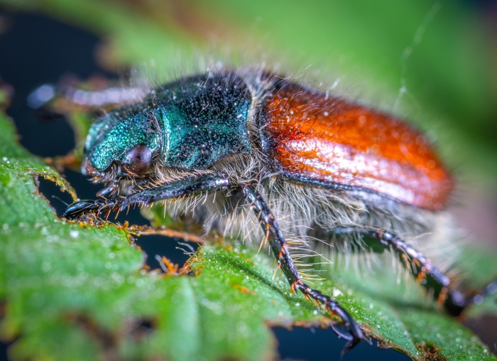 bread beetle - My, Жуки, , Insects, Macro, Macrohunt, Mp-e 65 mm, , , Macro photography