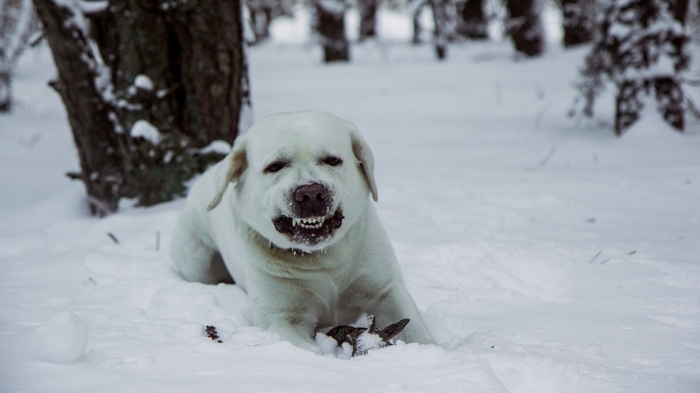 Animals in my lens - Horses, Cow, Raccoon, Bear, Dog, cat, My, The Bears, Longpost, The photo