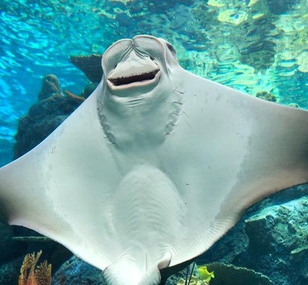 When asked to smile in a photo - Stingray, Images, Smile