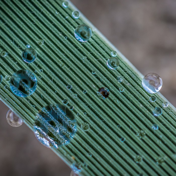 Dew drops on the grass - My, Macro, The photo, Macro photography