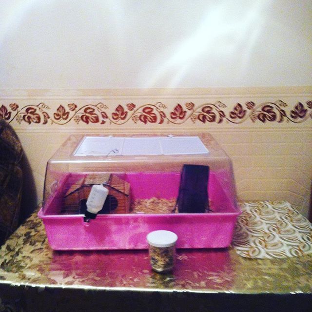 Bought the gerbils a new cage - My, Gerbil, In the house, I'm in the house