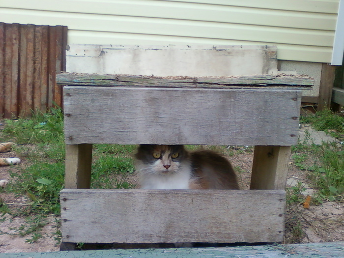 Cat on the defensive - cat, Pillbox