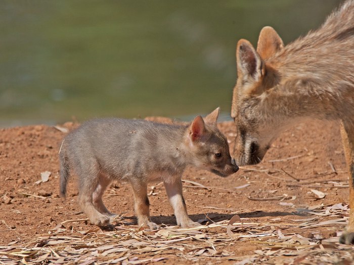 little jackal - My, The photo, Jackals, Predator, Predatory animals