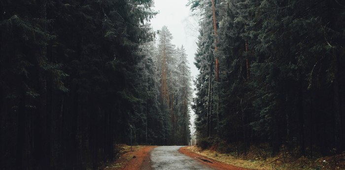 Road to biathlon. Izhevsk - My, Forest, Road, 