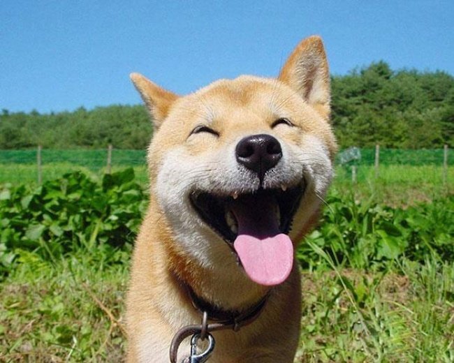 All the positive))))) - Positive, Animals, Smile, , Longpost