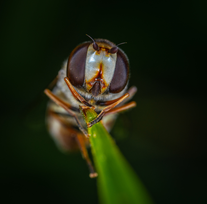 hoverfly - My, hoverfly, Insects, Dipteran, Macro, Macrohunt, Mp-e 65 mm, Macro photography
