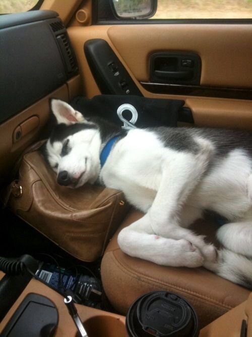 Dude, I'll take a little nap, okay? - Dog, Husky, Dream, Auto, Pets