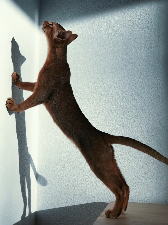 Longcat - My, Abyssinian cat, cat